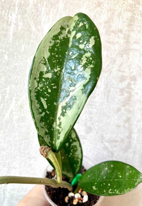 Сортовые хойи (обовата вар сплеш и др.) от 50 тысяч