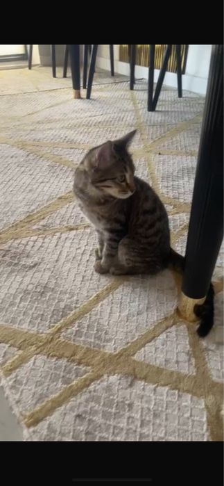 Котенок 4 месячный