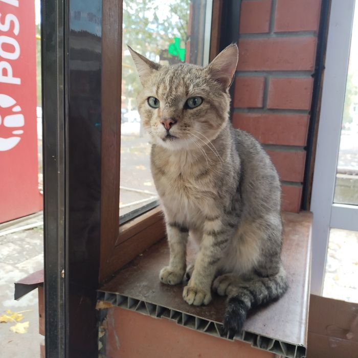 Кот несчастный в добрые руки
