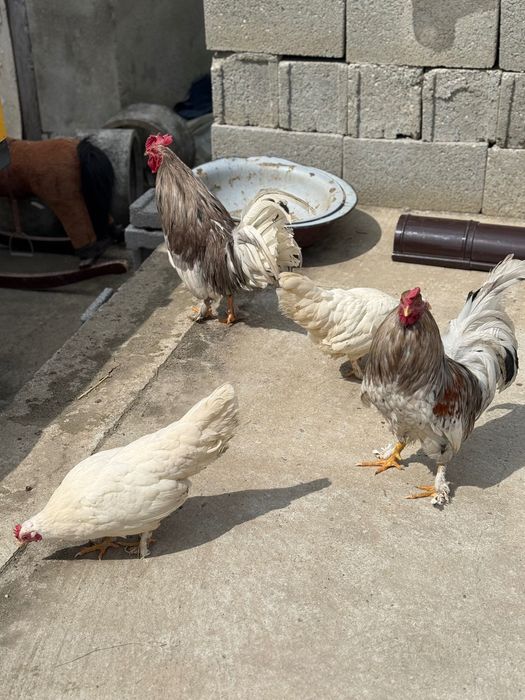 2 cocoșii și 2 puicuțe rasă pitică