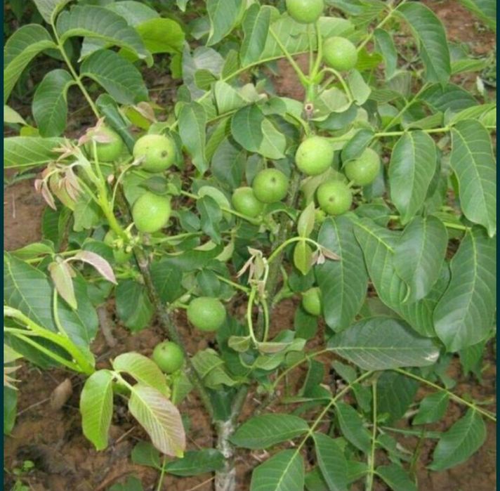 Karlek VA polekarlek yongoqlar 100%