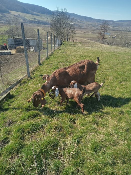 Vând Tapisori Anglo Nubian