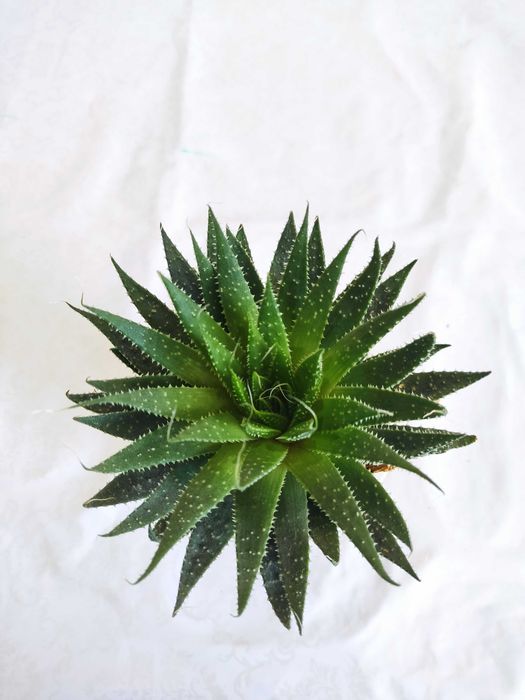 Комнатные  цветы