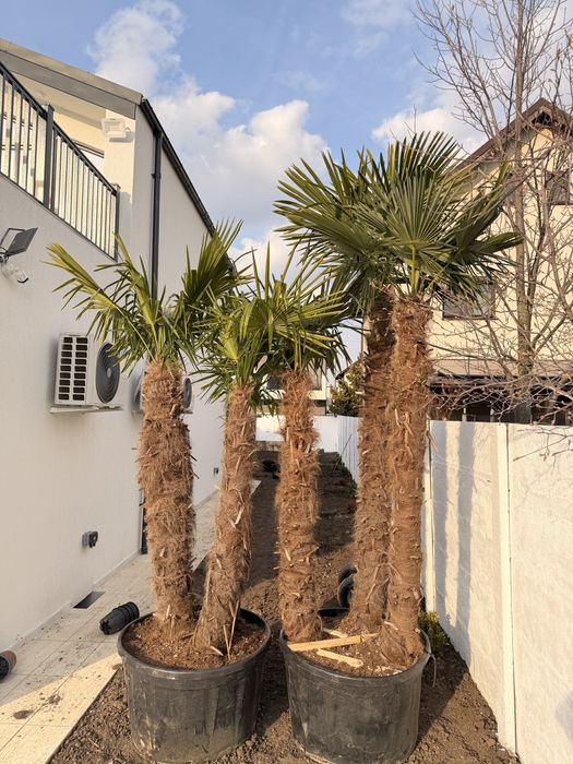 Palmieri Trachycarpus Fourtunei rezistenti la ger