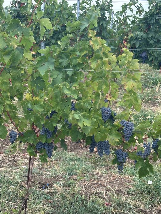 Struguri pentru vin