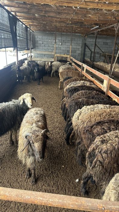 34 бас қошқар бар