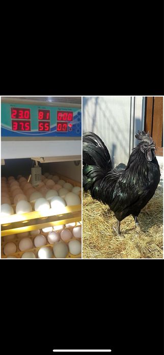 Oua pentru incubat ayam cemani, din parinti campioni