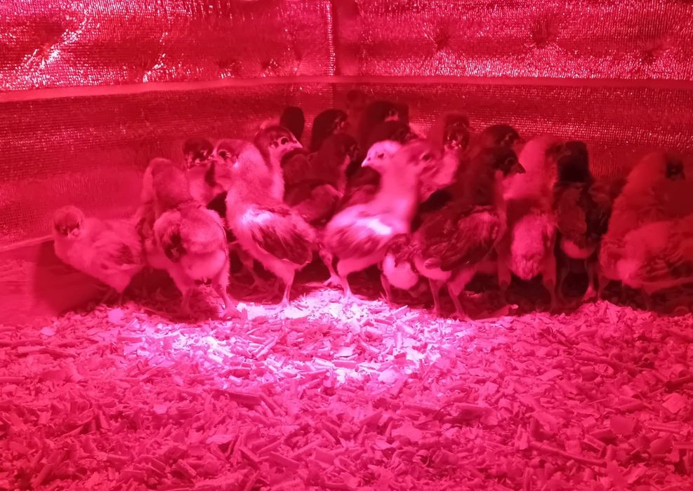 Pui Australorp  de vanzare