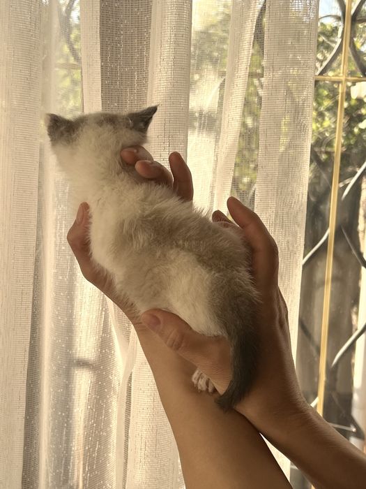Котята мальчики очень красивые