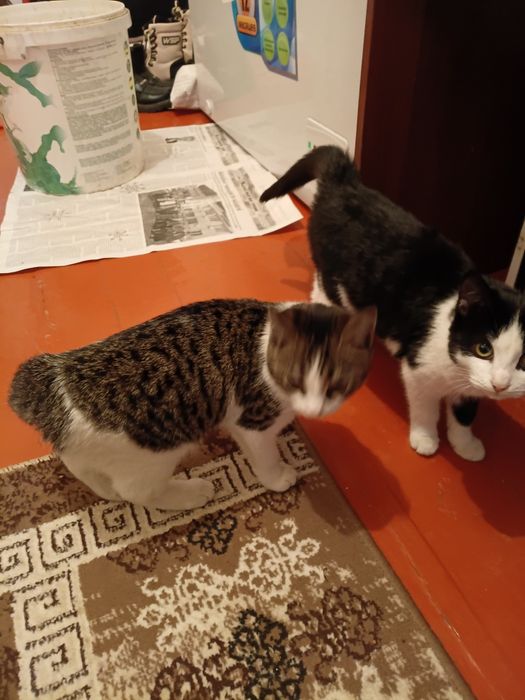 Кошки бесплатно отдам