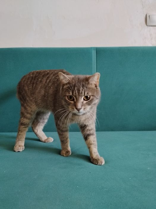 Отдадим кота в добрые руки
