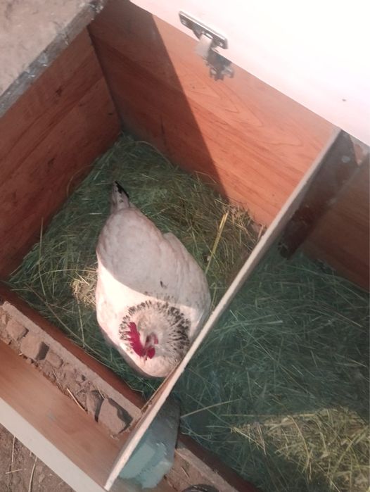 Яйца адлерские срочно