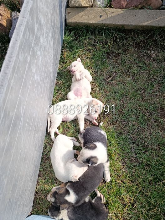 Нова,подобрена българска порода.Безплатна доставка и подарък