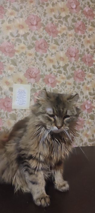 Отдадим в хорошие, добрые руки.