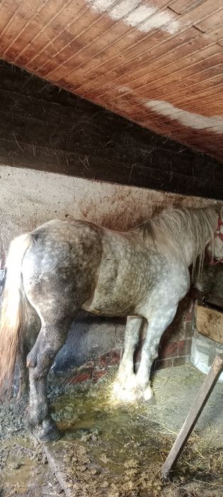 Armăsar 5 anii disponibil