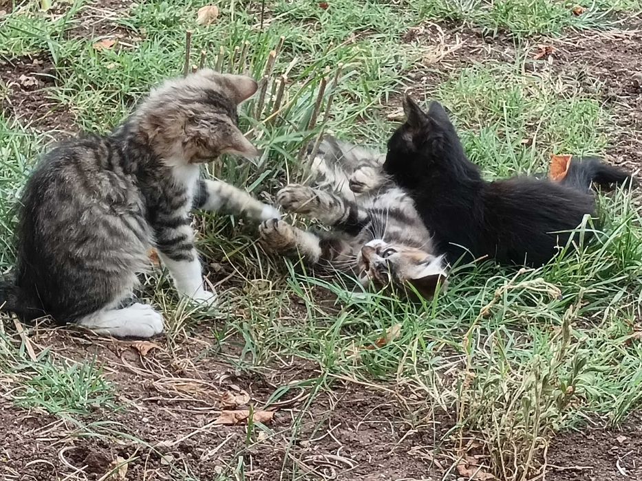 Подарявам котета