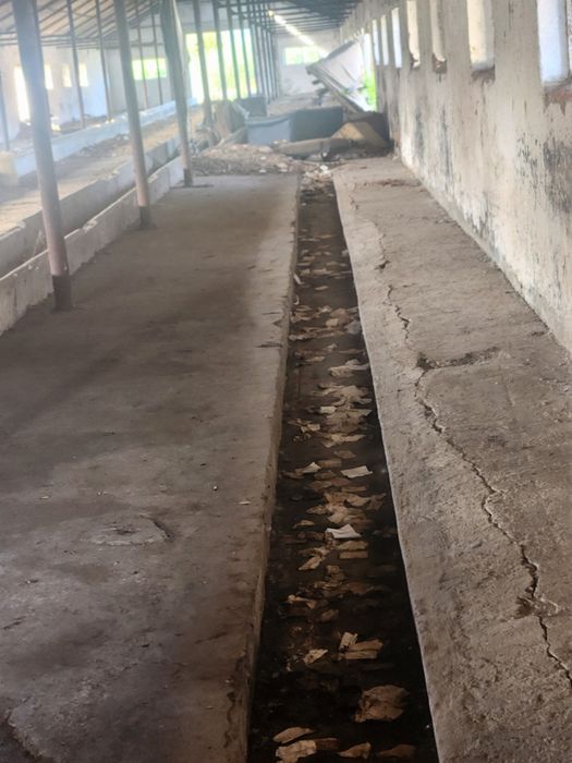 Inchiriez 2 Hale 2000m Sat Rausor Brașov