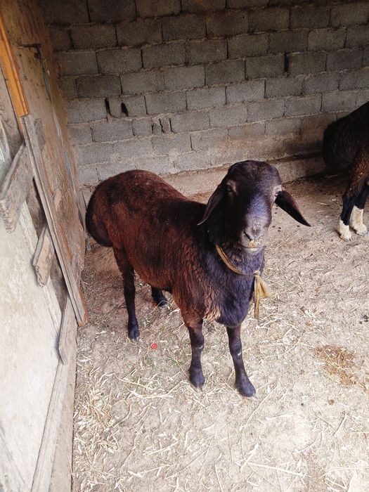 Қошқарлар сатылады