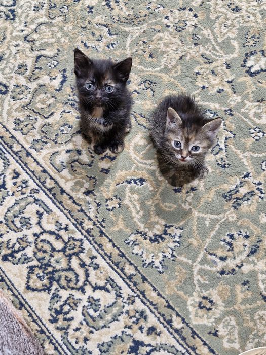 Отдам  котят в хорошие руки