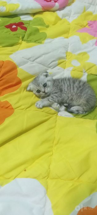 Продаётся котёнок Scottish Fold