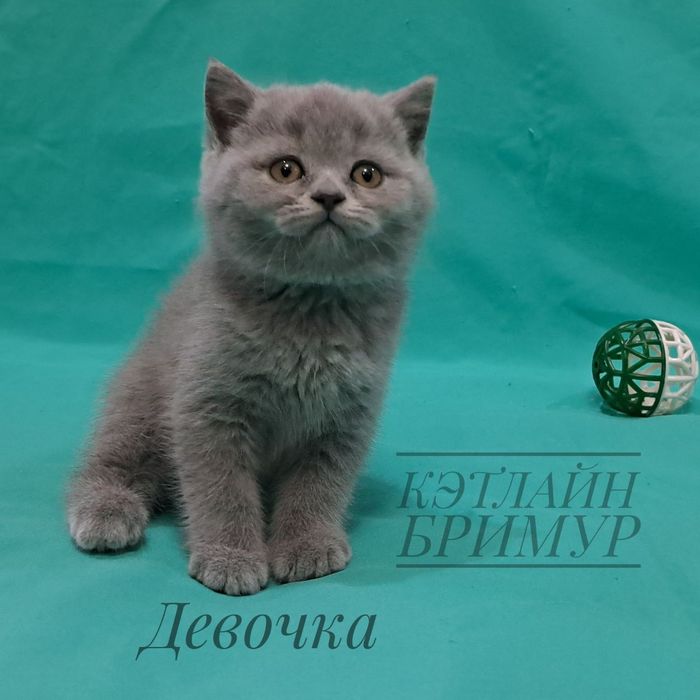 Британские котята из питомника!