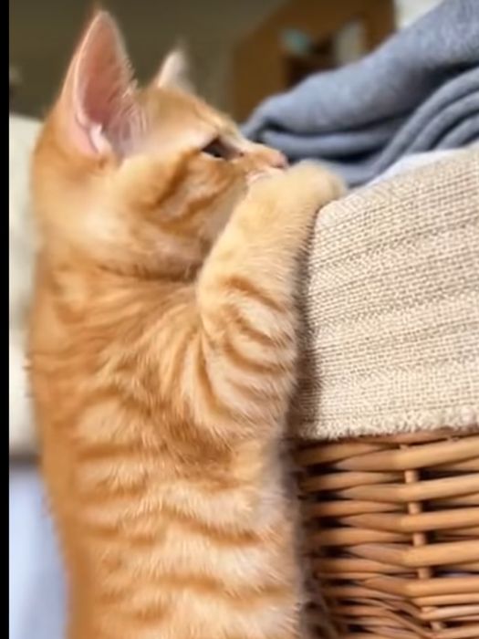 Пристраивается котенок