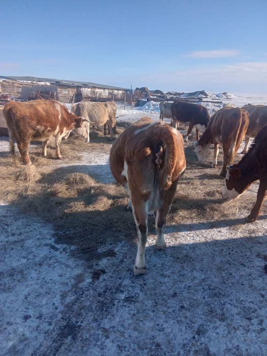 Семейде 40 шақырым қысыр сиыр