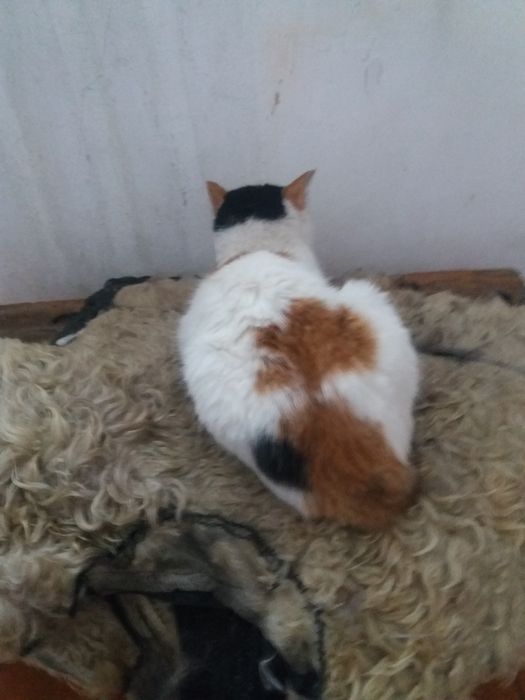 Кошка СТЕРИЛИЗованая