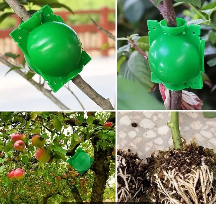 Каланхое Деграмона лечебно