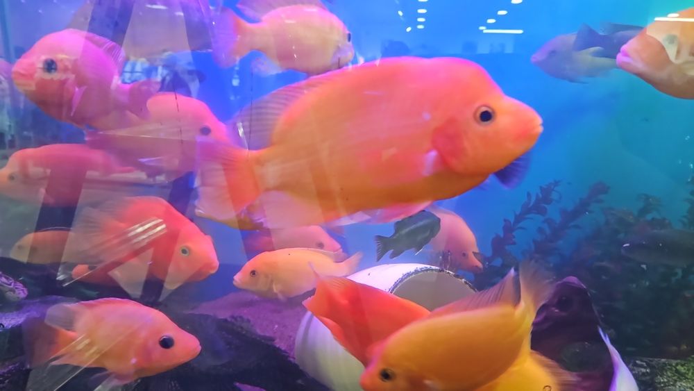 Продам или обменяю рыб Цитронов