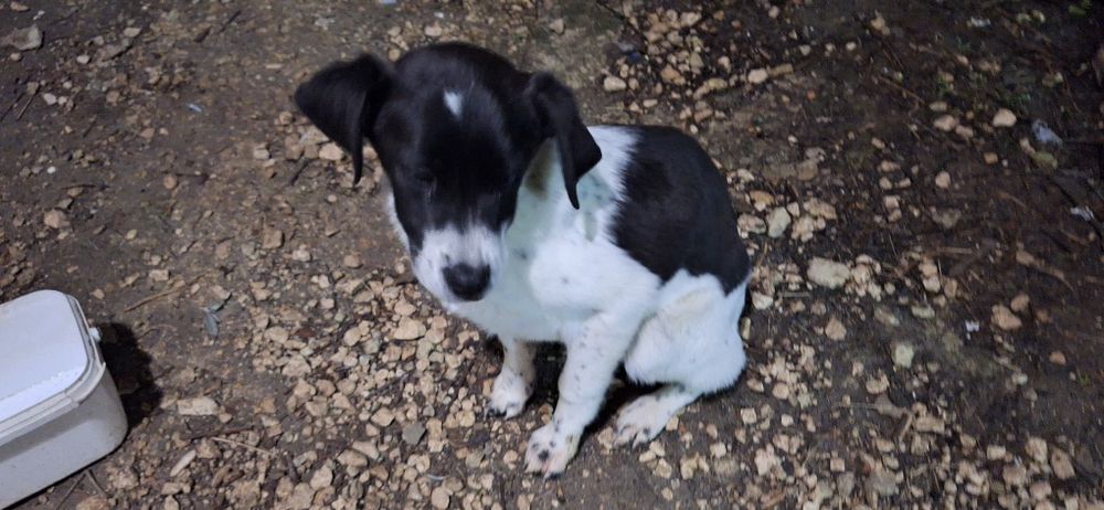 Подарявам кученца