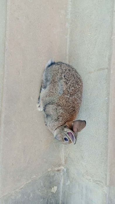 Iepuri diferite vârste