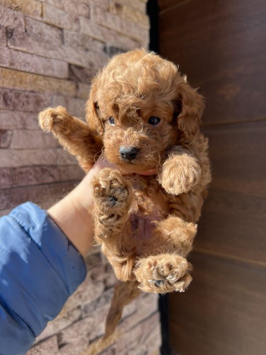 Той Пуделчета мини