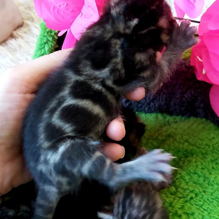 Бенгальские РОСКОШНЫЕ  Котята!