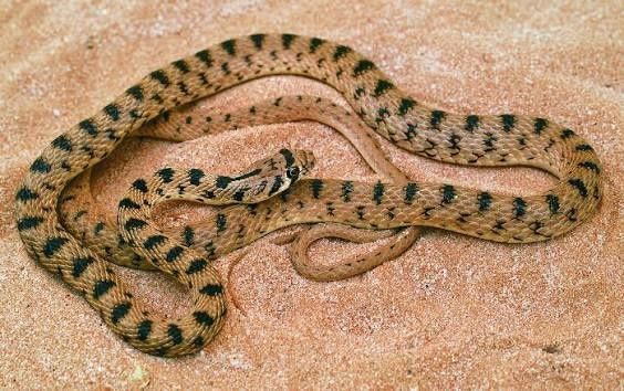 Dezinfeksiya xizmati ilonlarga qarshi 24/7