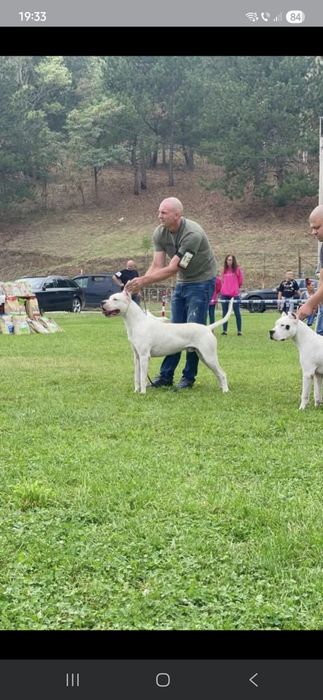 Pui mascul Dog Argentinian Dogo Argentino