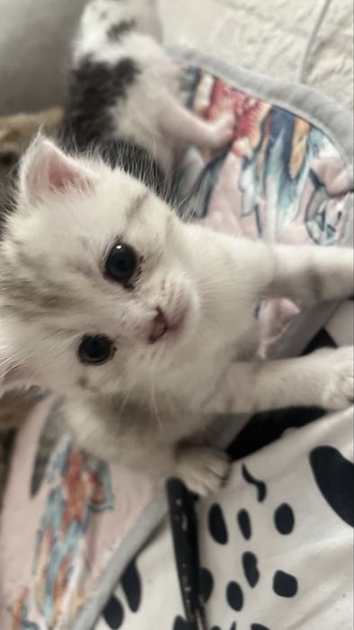 Продаётся шотландская кошечка!