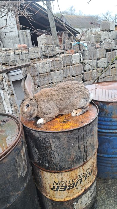 Vând iepuroi pentru montă
