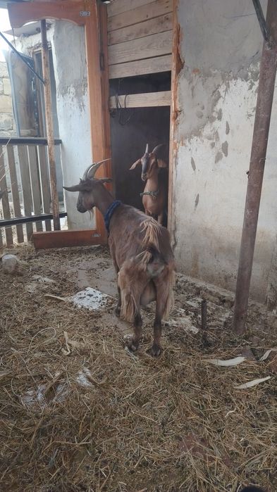 Дойная коза. Альпи