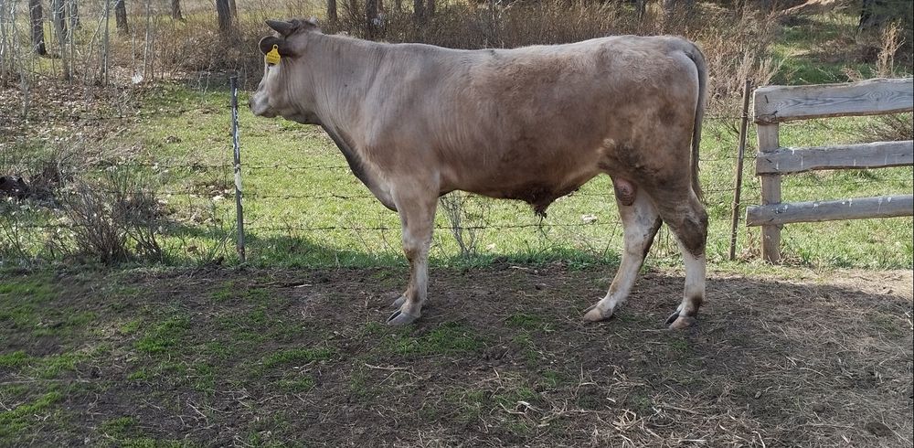 Продам двух бычков