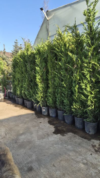 Chiparos gard viu tuia  leylandi  ALTOIT crescuti  în Romania