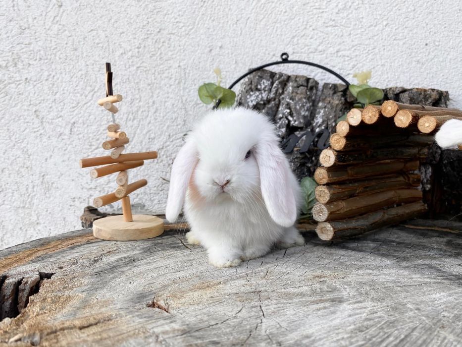 Iepuri pitici de companie berbec pitic mini lop holland lop