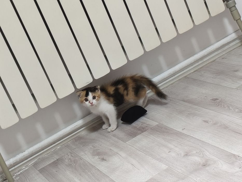 Отдам Котёнка девочку