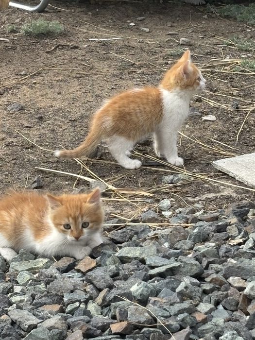 Котята отдам бесплатно в добрые руки