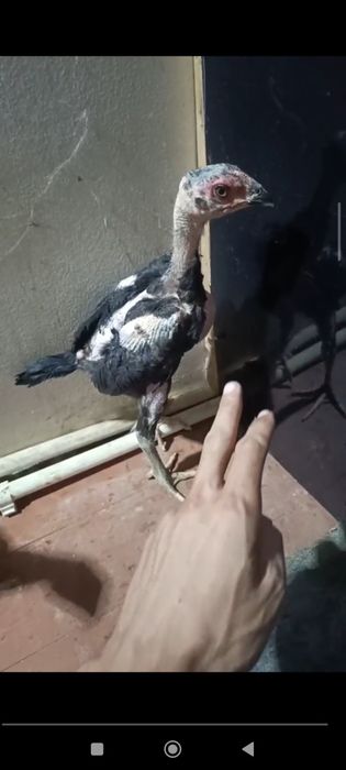 Vetnam dakan 1oylidan owdi 2ta xoroz