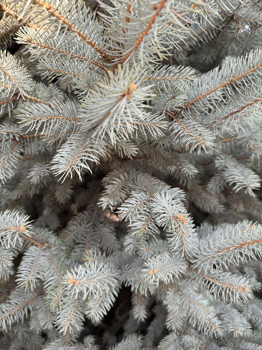 Голубая ель пышная