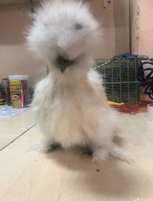 Тухум жужаларга заказ оламиз манзил шахрихон