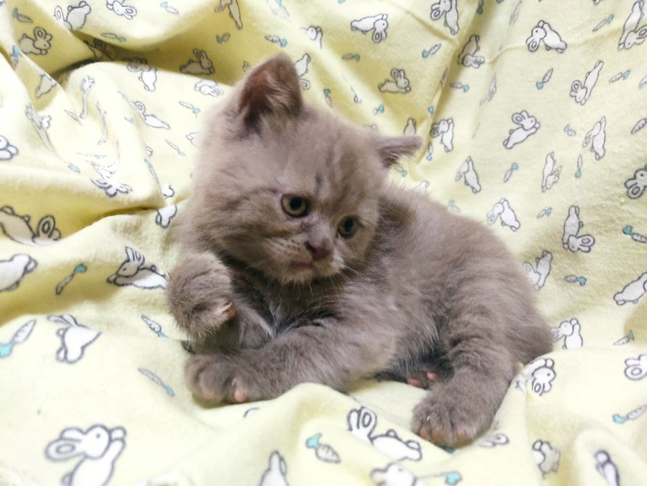 Продаются котята  страйт и фолд 
Возраст — 2 месяц