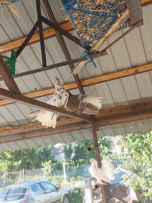 Vand porumbei maghiar și indieni