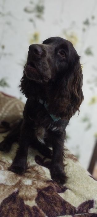 Вязка     спаниель